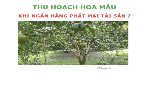 (HT) Hỏi - Đáp xử lý hoa màu cho thuê khi Ngân hàng phát mại tài sản thế chấp ?